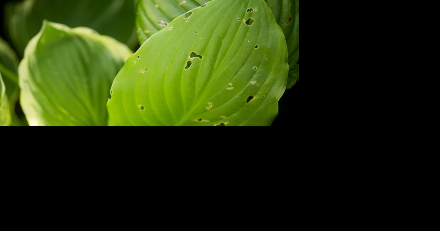 Hosta problems aren't wholly due to slugs