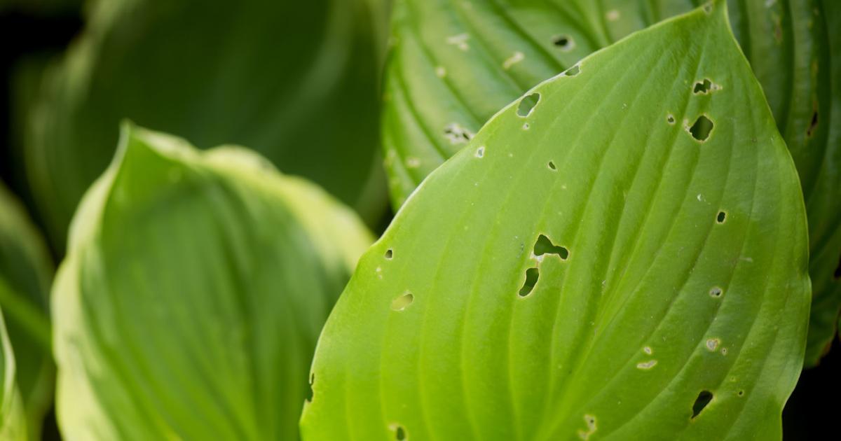 Hosta Issues Hosta problems aren't wholly due to slugs