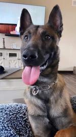 K9 officer Jaxx sworn in by the Twin Lakes Police Department