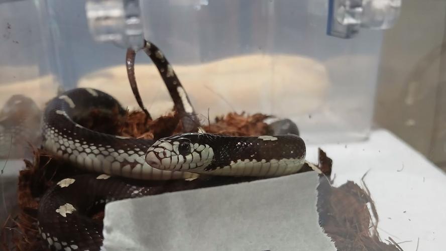 EXOTIC PET SURRENDER 2025