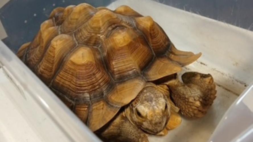 EXOTIC PET SURRENDER 2025 - Giant sulcata tortoise resized.JPG