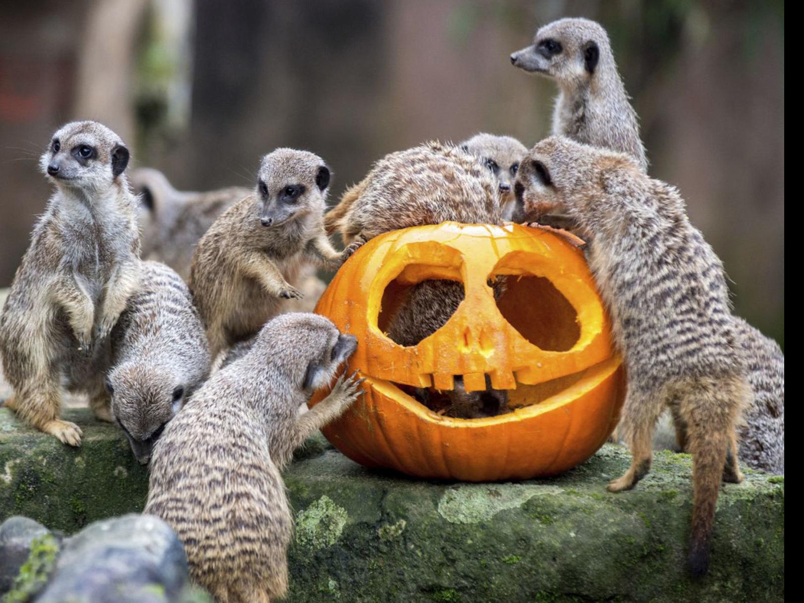 Fall Events From Pumpkin Patches To Vampires And Everything In Between Events Kenoshanews Com