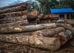 Wood