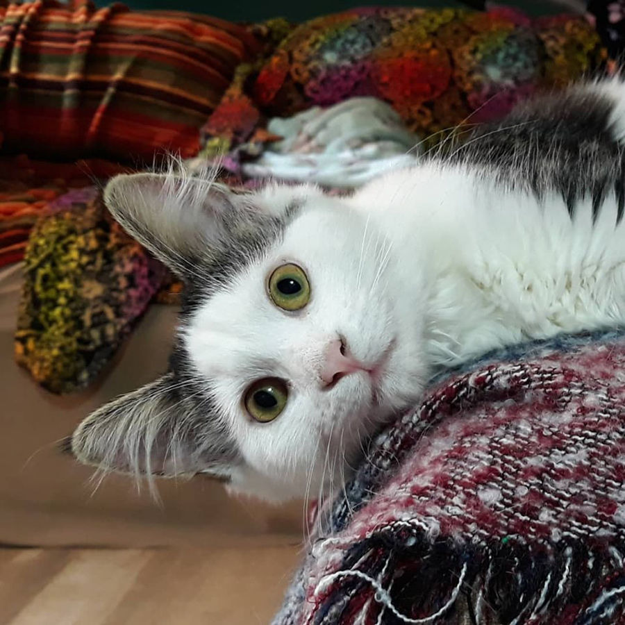 12+ Kindred Kitties Kenosha Wi Images