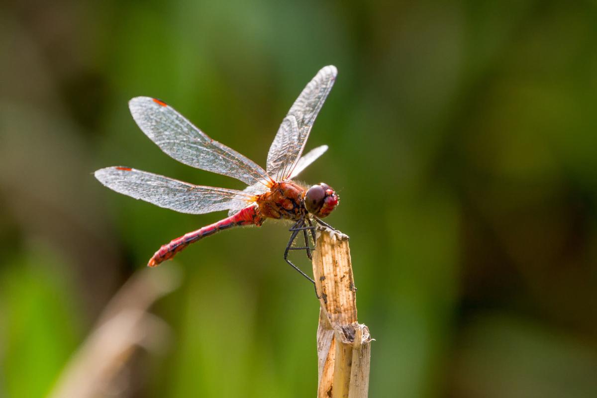 Dragonfly