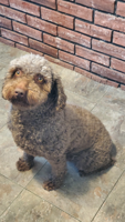 6 yr old female Spanish Water Dog She needs a