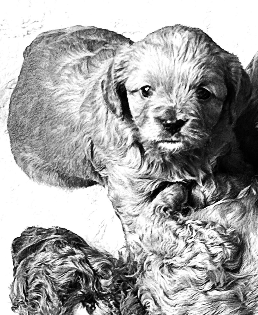 Tiny Cavapoo puppies available now, shots, dewormed. 812-559-1506 ...