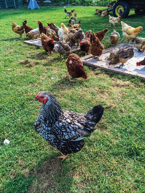 Health Department Urges Caution With Backyard Chickens Ap Kpns