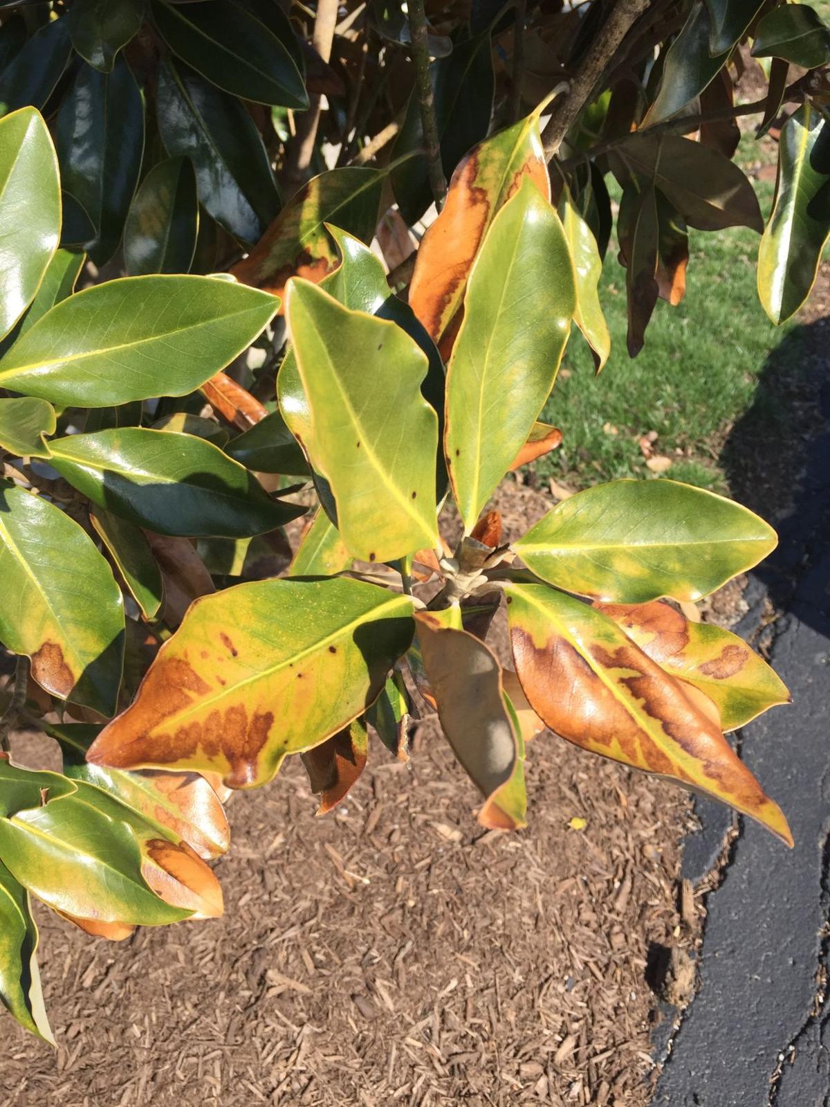 Magnolia leaves showing winter burn Living Kentucky New Era