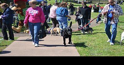 Relay for Life looks to bring back Bark for Life event - Vimarsana News