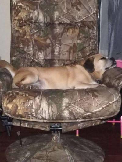 Pet of the Week