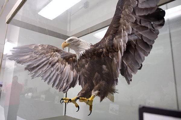 the live war eagle of Wisconsin from the Centennial Historic Photos Old Abe