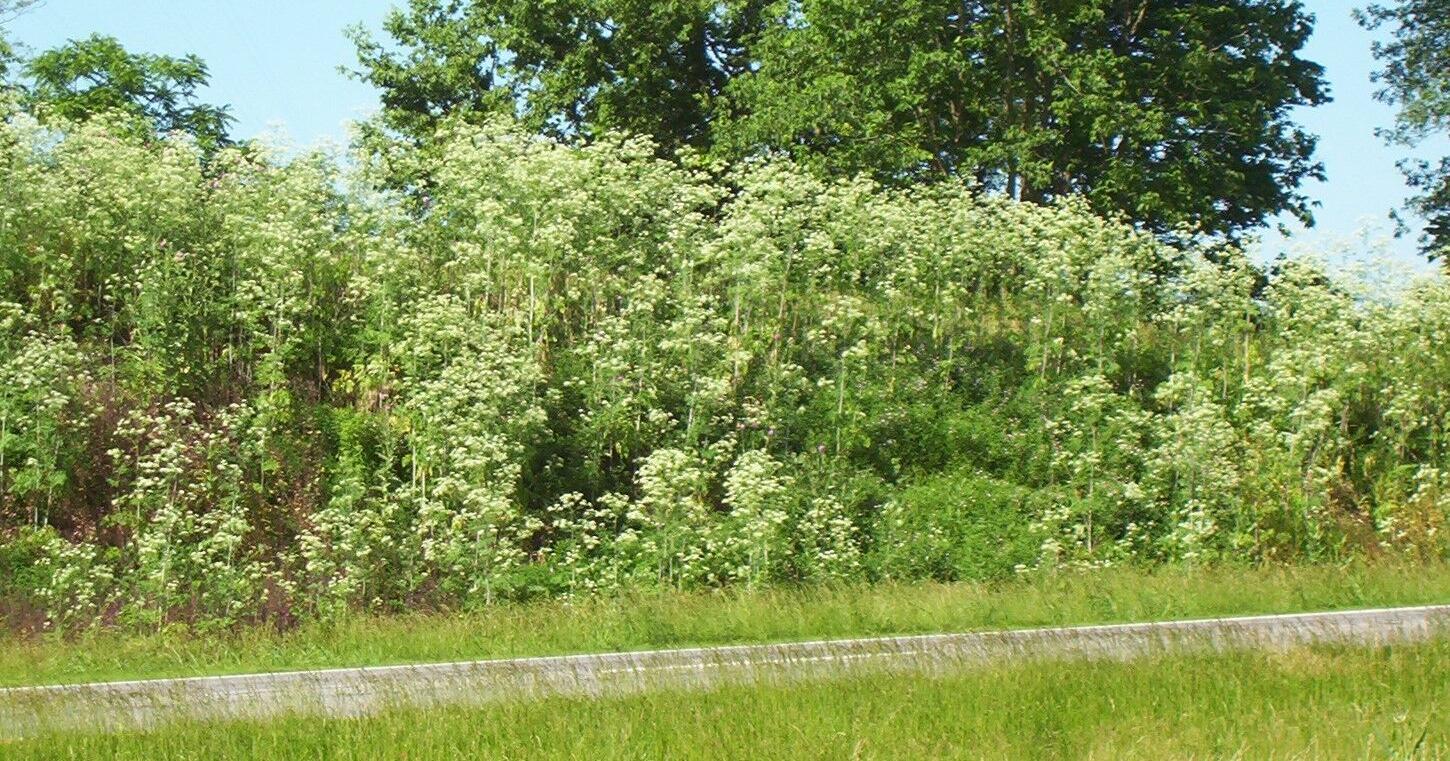 State crews attacking noxious roadside weeds - Vimarsana News