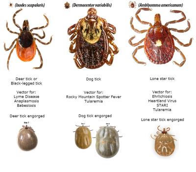 Tick Season Is Expected To Be More Dangerous This Year News Kentucky New Era