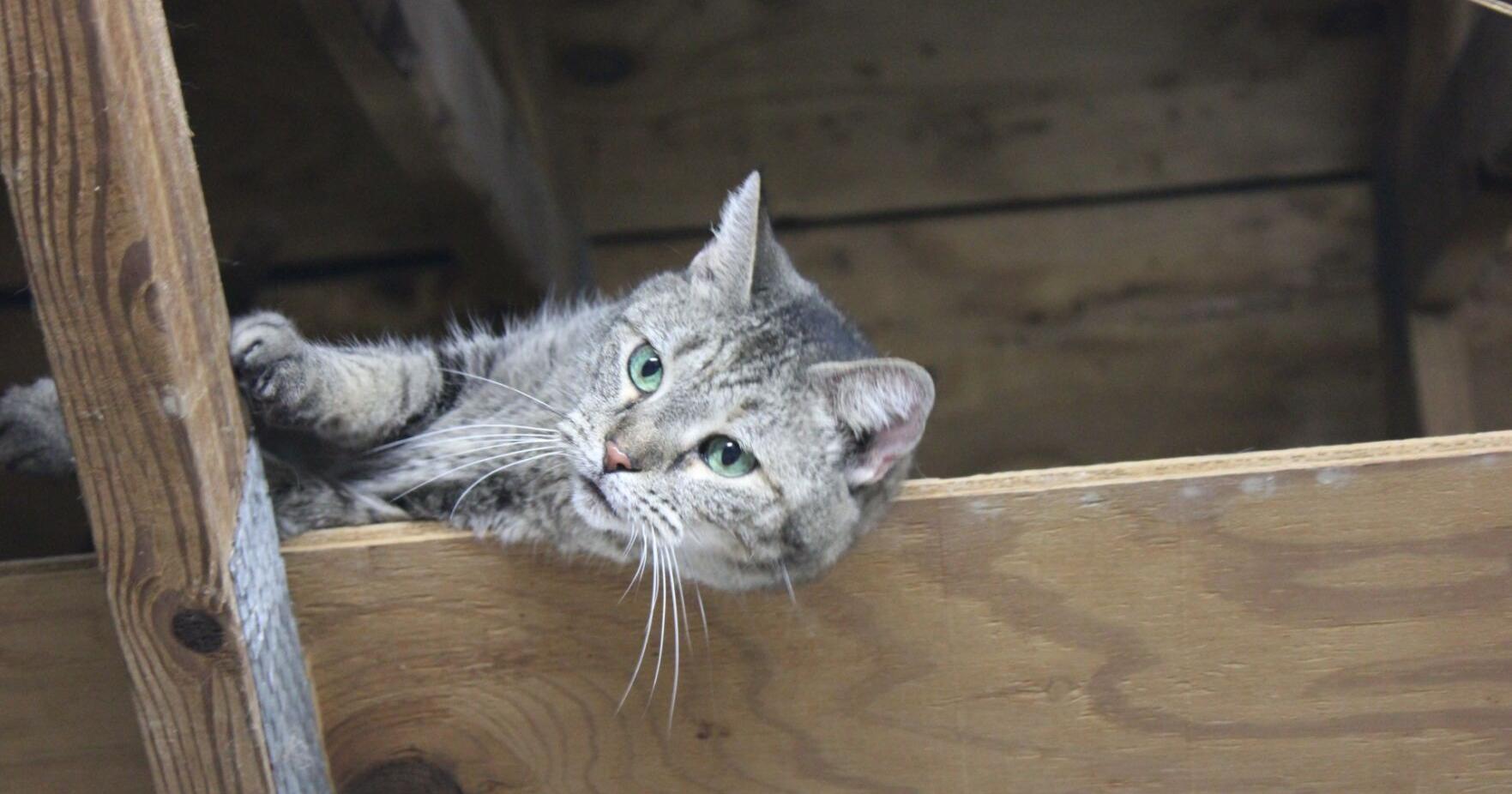 Paducah cat rescue group highlights 'local hero' - Vimarsana News