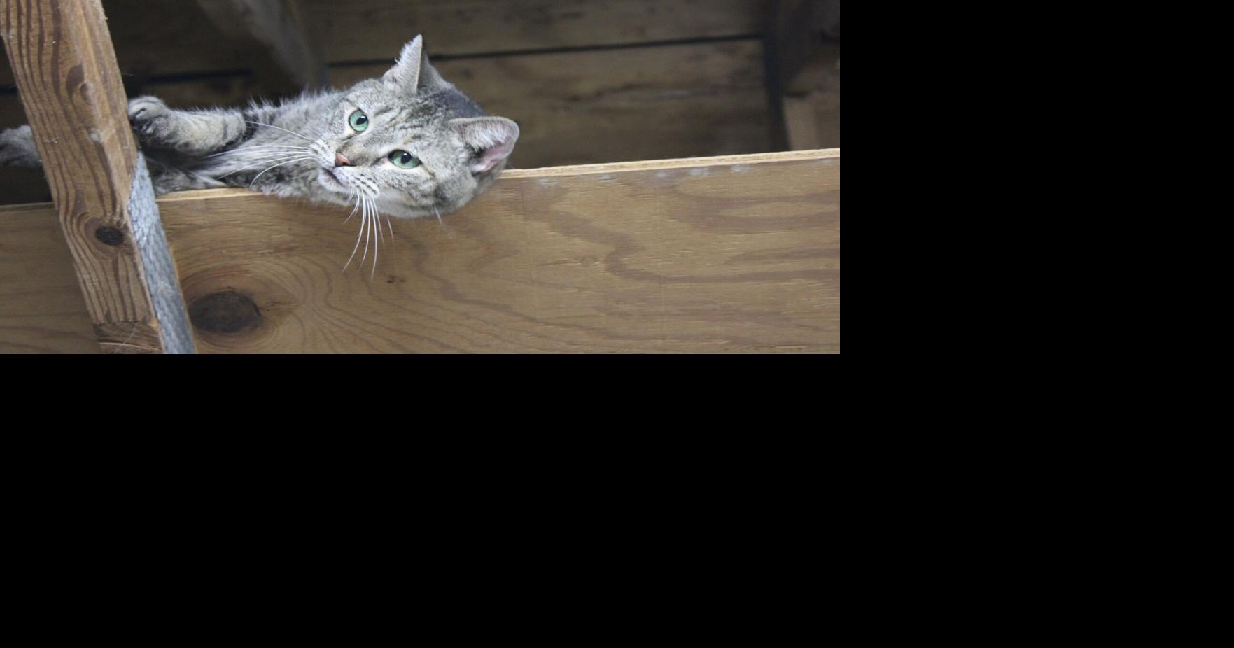 Paducah cat rescue group highlights 'local hero' News Kentucky New Era