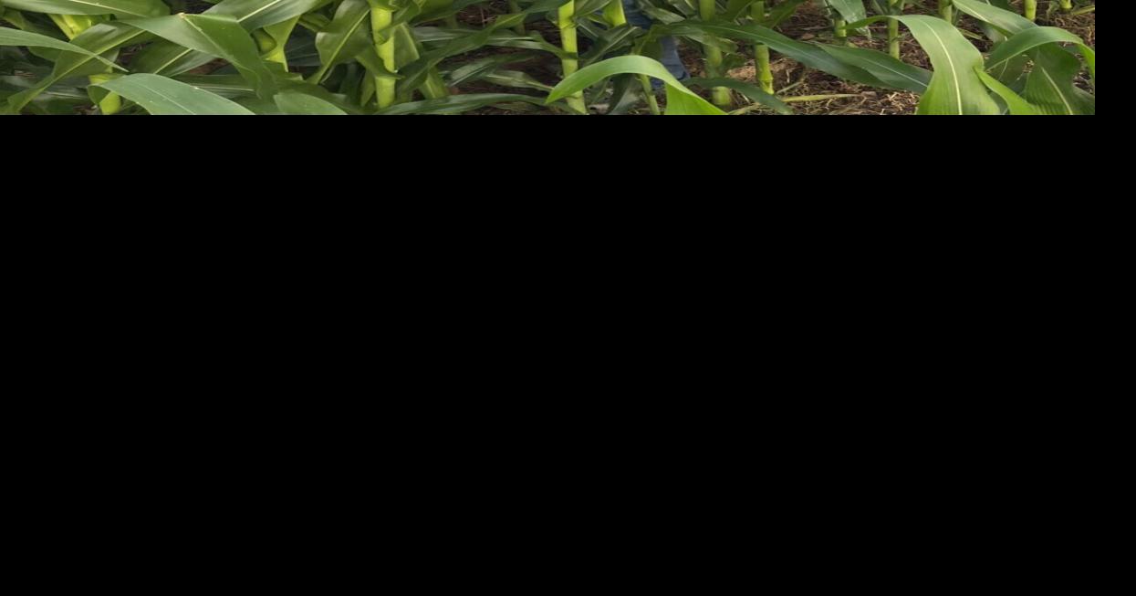 Gracey resident is selected for agriculture program