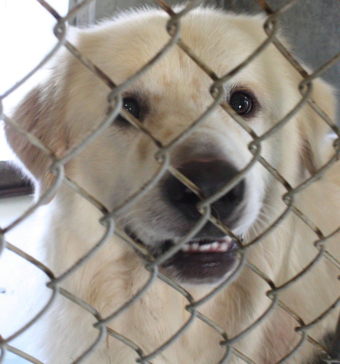 46 dogs rescued from Trigg property; most adopted from