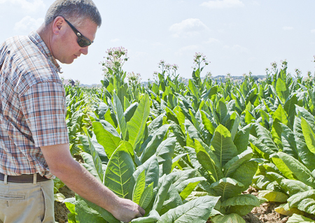 Christian County No. 1 in Ky. tobacco production | News