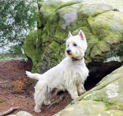 Pet of the Week