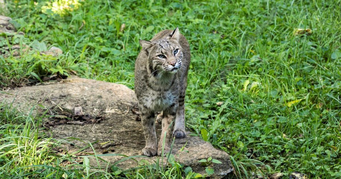 KY legislators legalized hunting bobcats at night, worrying some