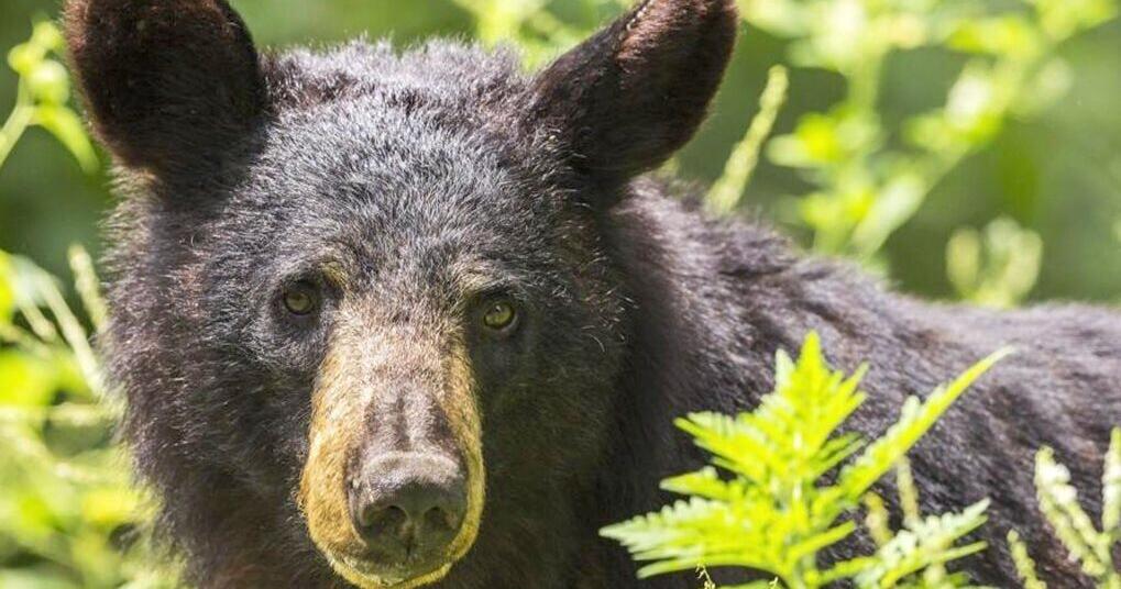 State officials say sighting black bears are not unusual
