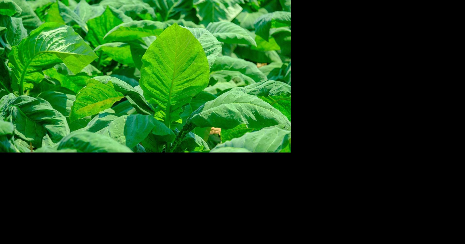$2M Altria gift establishes Endowed Chair in Tobacco Growers Sustainability at UK