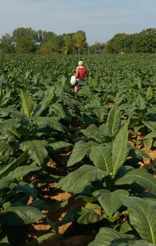 Think it's hot? Step into a tobacco field | News