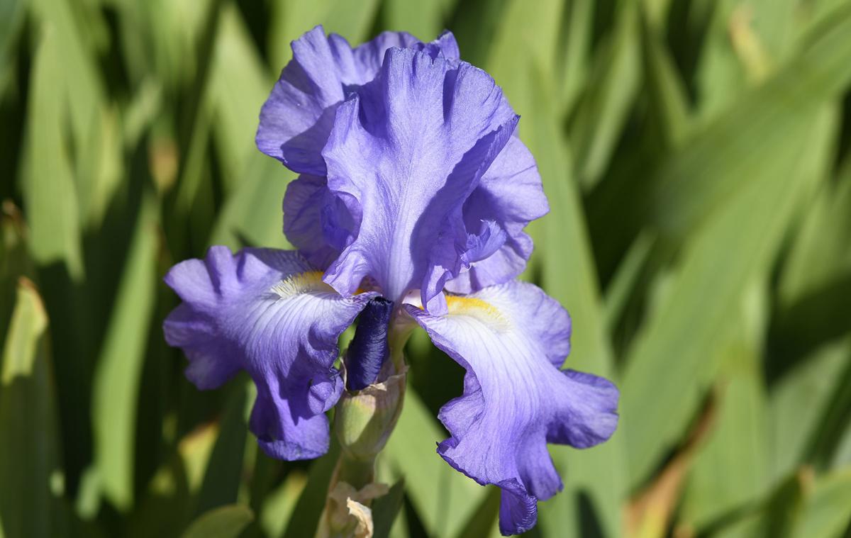 Earth Day: Flowers at Founders Square -- photo 1