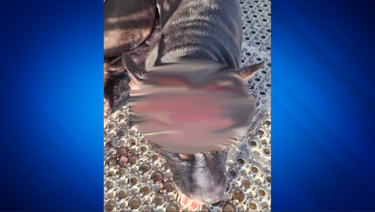 Shelbina police announce arrest of ‘key individual’ in slashing of pit ...
