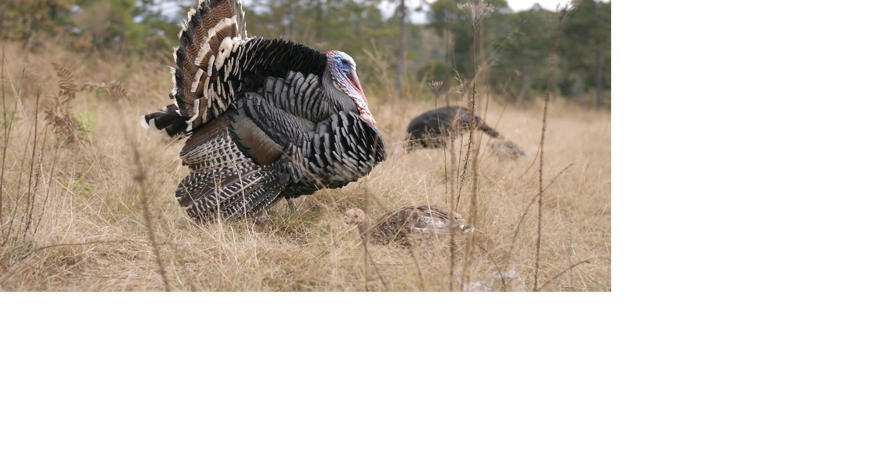 2026 Spring Turkey Season Sees Record Harvest by Illinois Hunters | Local News