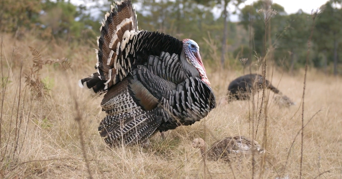 2026 Spring Turkey Season Sees Record Harvest by Illinois Hunters | Local News 2026 Spring Turkey Season Sees Record Harvest by Illinois Hunters | Local News