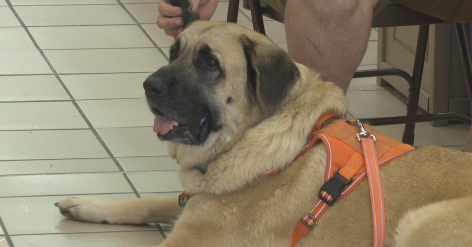 Community gathers at Dog Days of Summer event to support shelter dogs Hayden Donaldson Jul 12, 2026 1 min ago