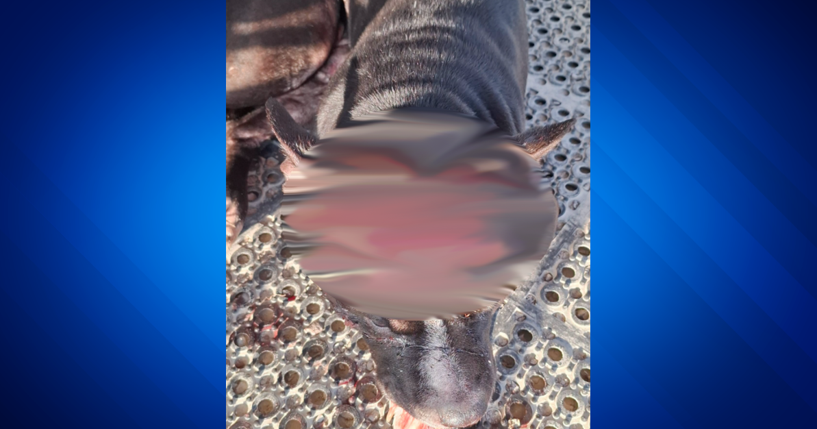 Shelbina police announce arrest of ‘key individual’ in slashing of pit ...