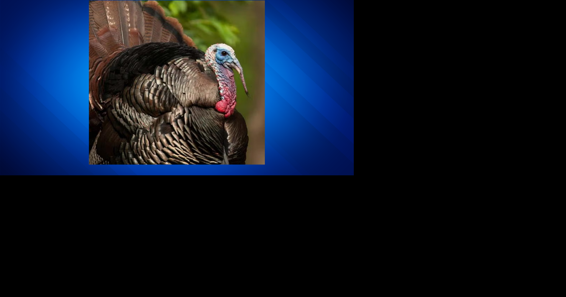 Over 45,000 birds harvested during Missouri’s regular spring turkey season for 2026