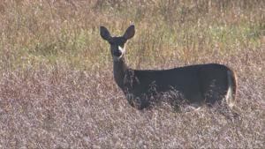 Missouri Hunters May Donate Whole Deer Through Share the Harvest