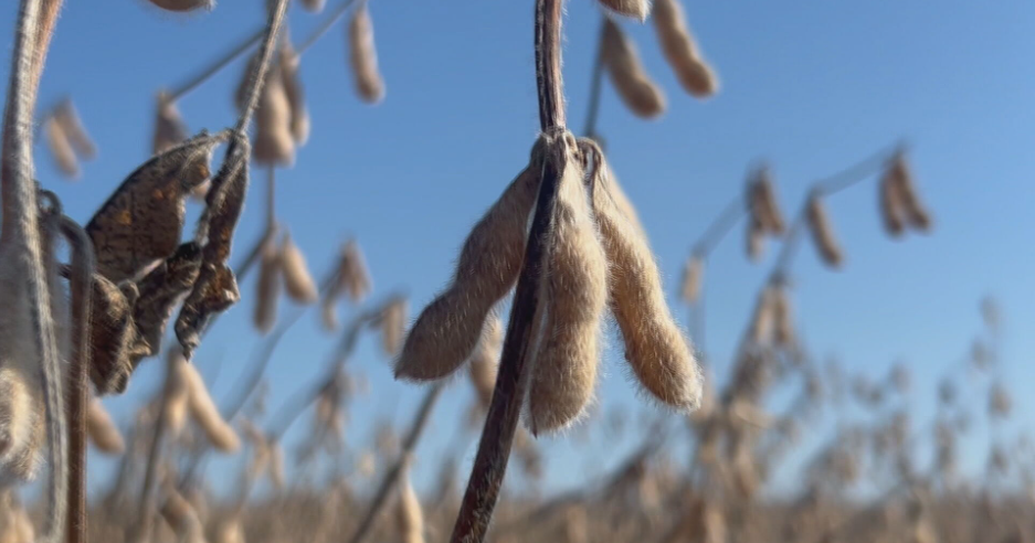 Biodiesel policy shapes demand for Midwest soybeans