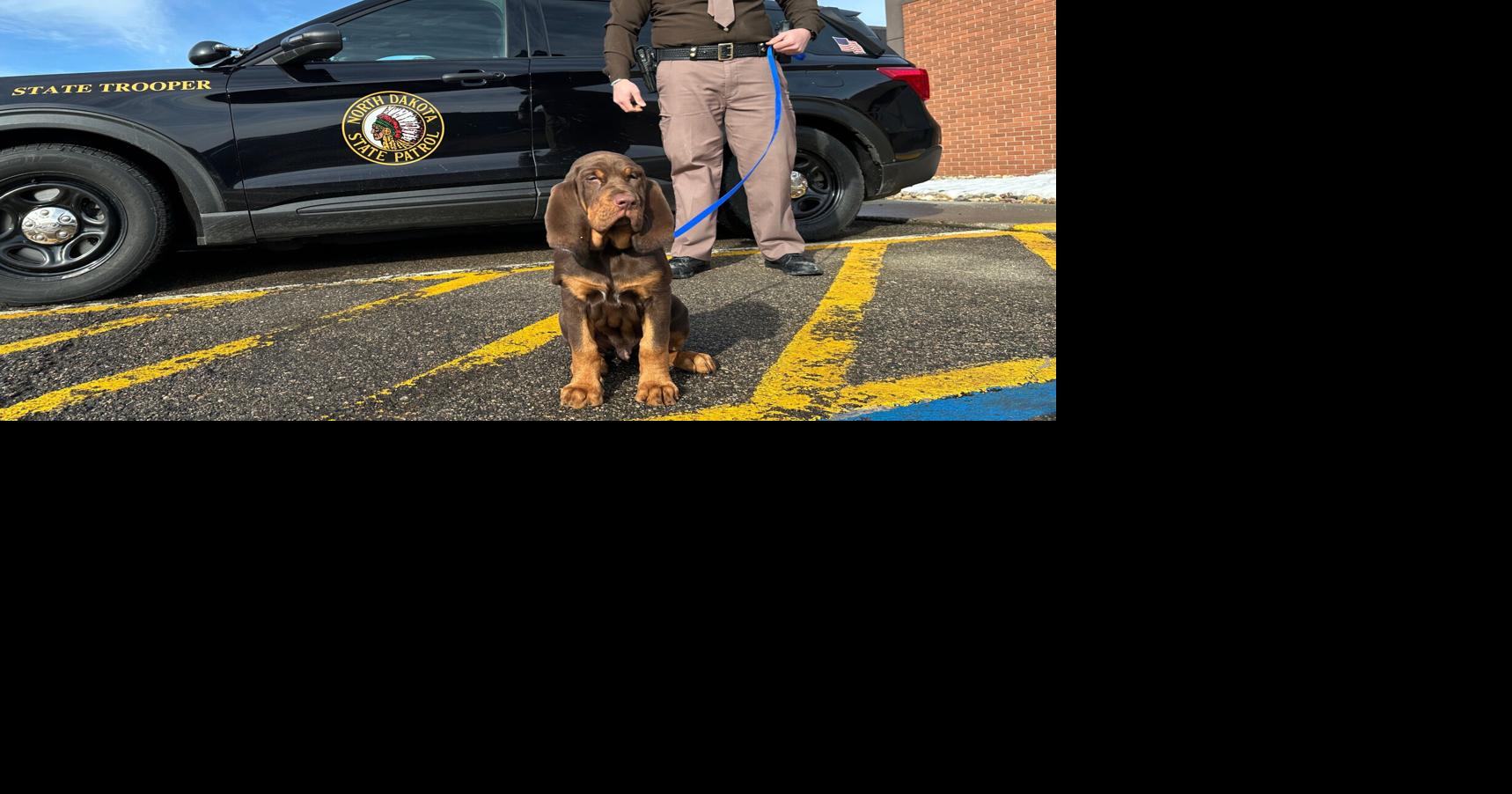 They have a nose for finding people. Bloodhounds and their low-tech sniffers help police track