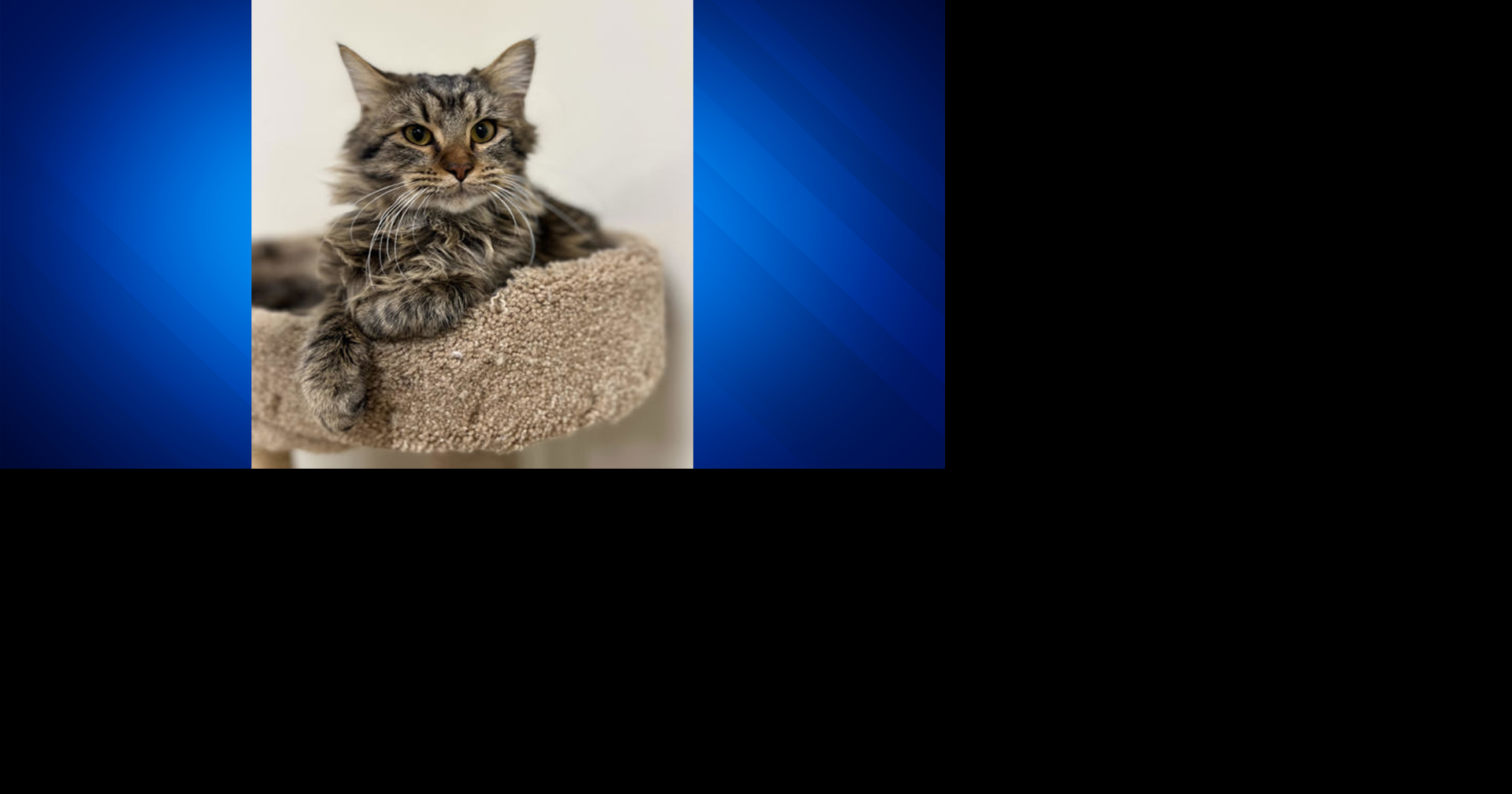 Pet of the Week: Taurus is sure to steal your heart!