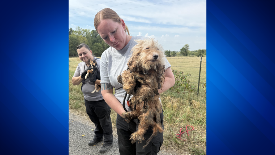 Over 100 animals rescued from hoarding situation in southwest Missouri ...