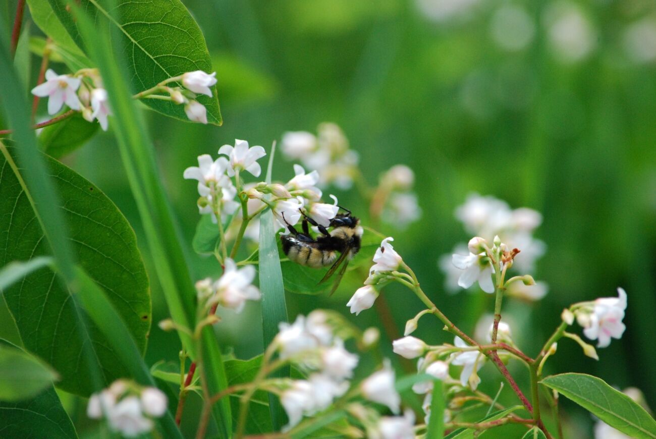 Iowans can catch the buzz and help out bumble bees | Local News