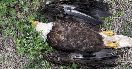 Missouri Department of Conservation asking for public's help ...