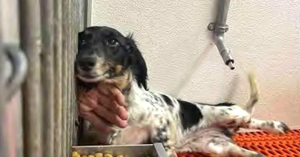 Five Iowa dog breeders listed among this year’s ‘Horrible Hundred’ puppy mills