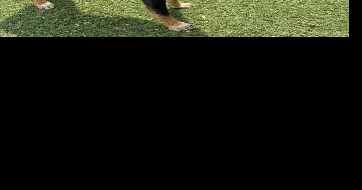 Pet of the Week: Meet Chad, this Australian Kelpie mix wants to celebrate his 3rd birthday in a home of his own