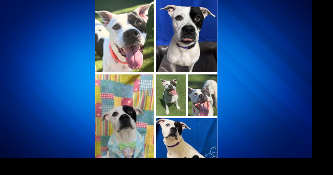 Pet of the Week: Meet Zeus! This handsome guy will melt your heart ...