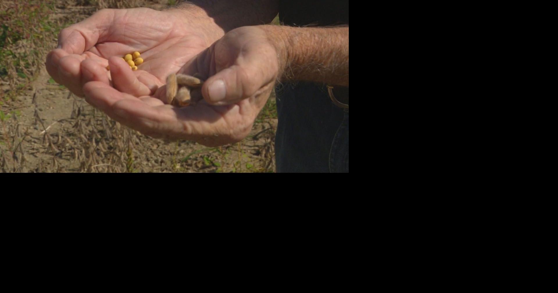 Illinois soybeans expand beyond global exports, finding markets at home