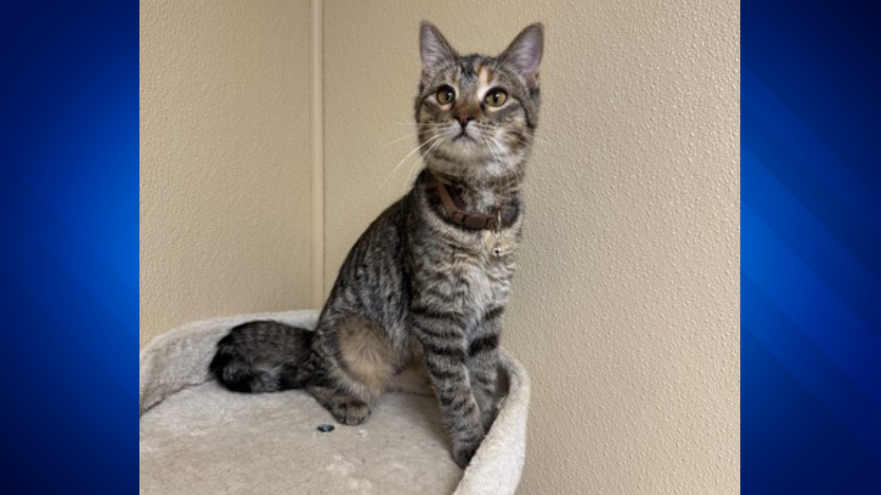 Pet of the Week: Meet Daisy! This 6-month old tabby is looking for