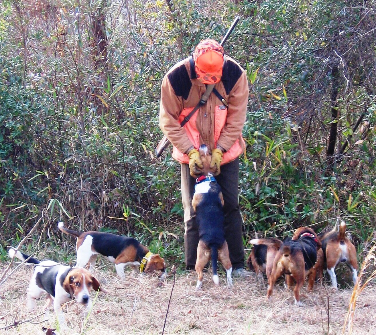 Top 100 best sale hunting beagle sites