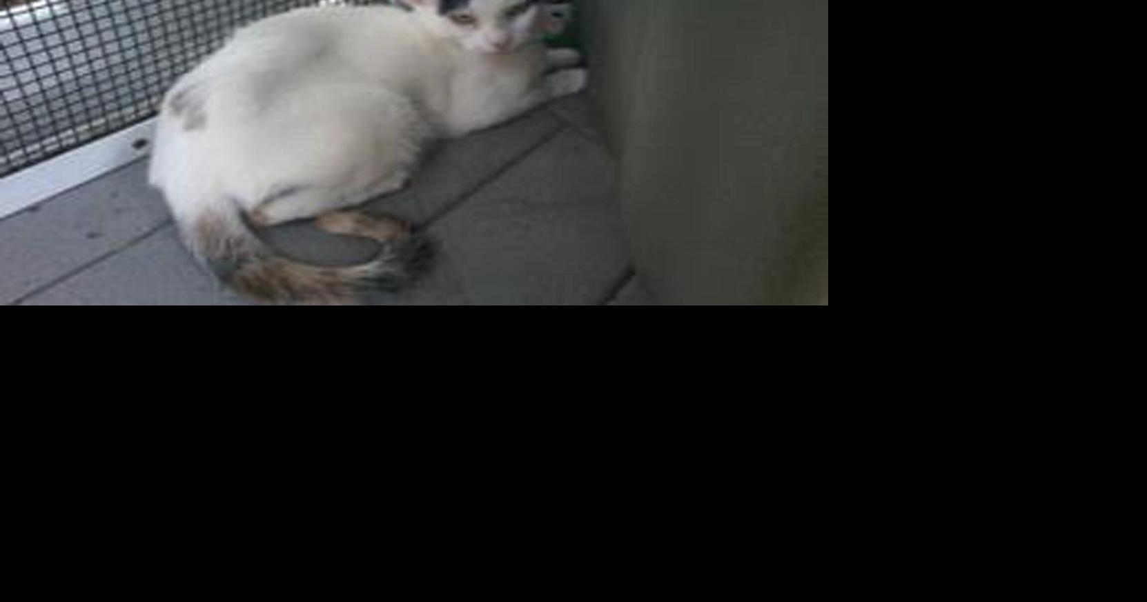 PHOTOS Lenoir County SPCA Pets of the Week Local News