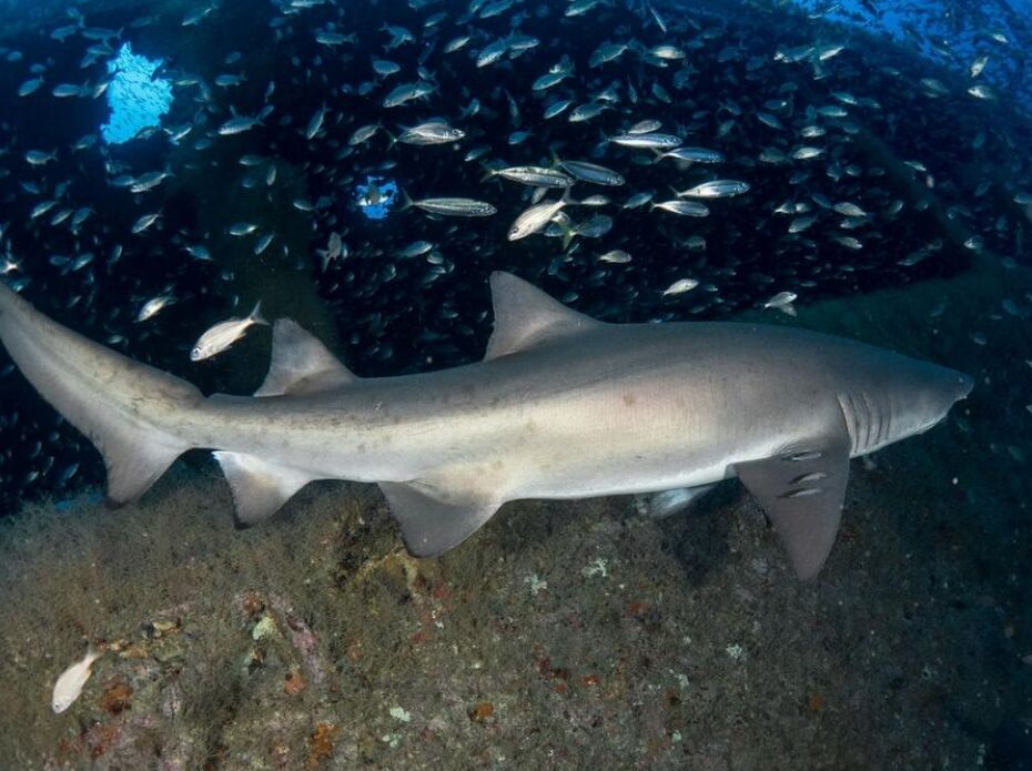 Photos: Sharks photographed near N.C. shipwrecks | Local News | kinston.com